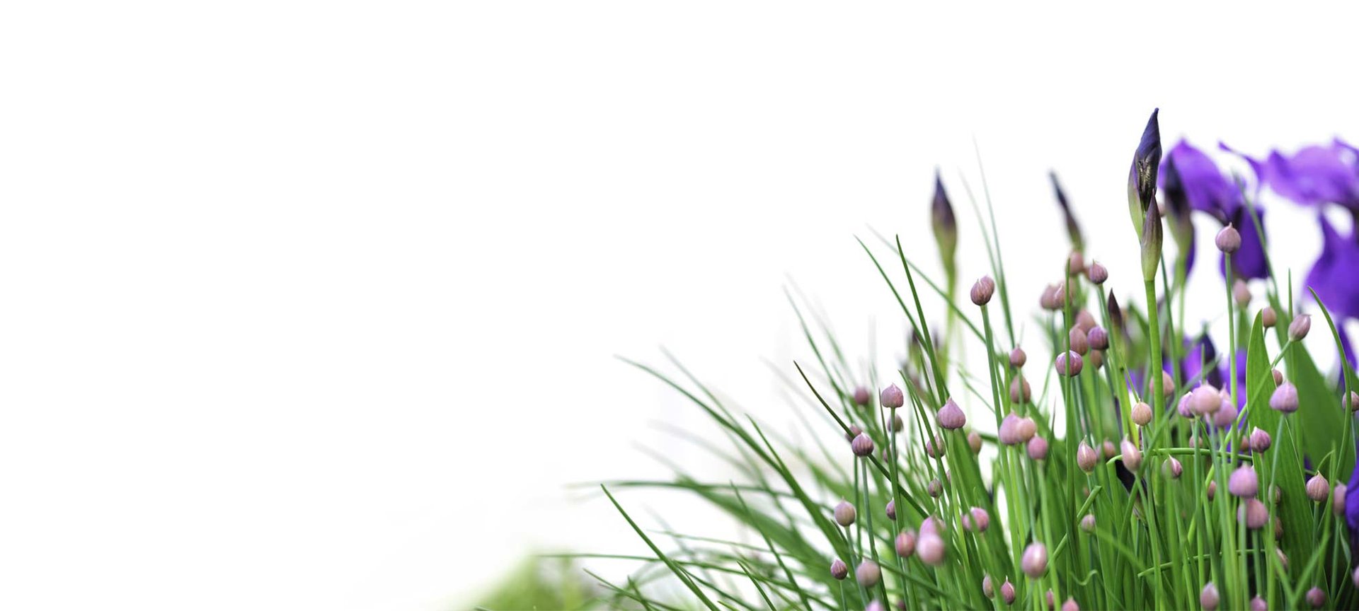 Loreal Paris Makeup Flowers Grass 2000x900