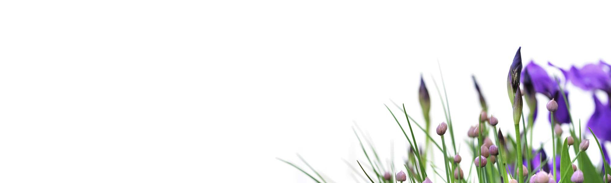 Loreal Paris Makeup Flowers Grass 2000x900