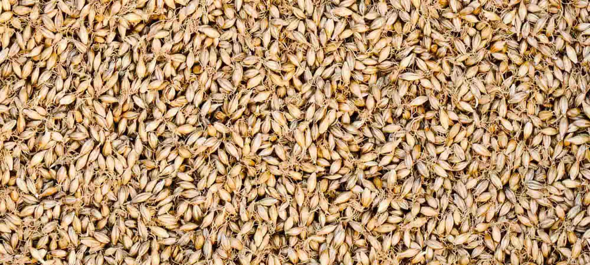 Loreal Paris Makeup Grains 2000x900 V2