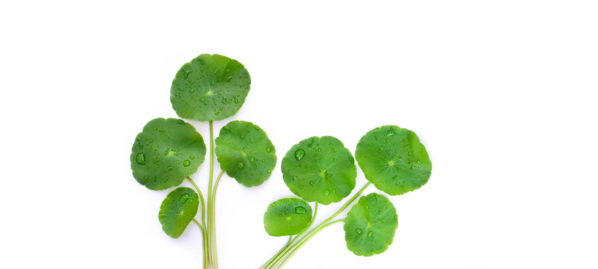 Loreal Paris Makeup Green Leaves 2000x900