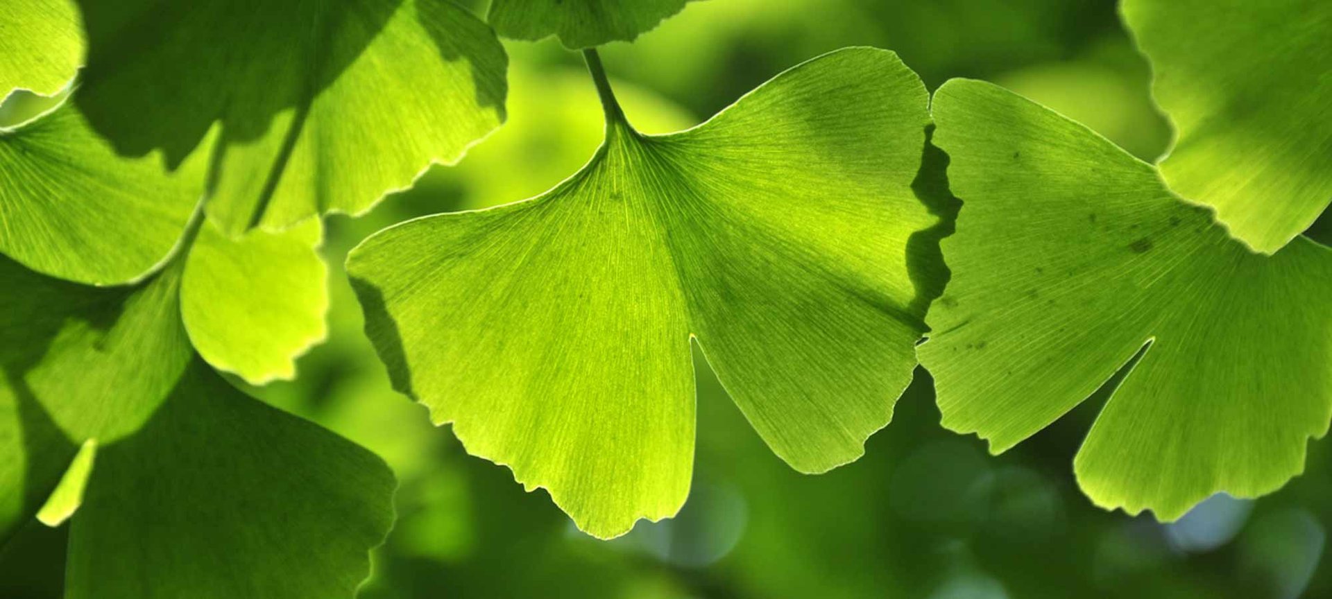 Loreal Paris Makeup Maidenhair Leaves 2000x900
