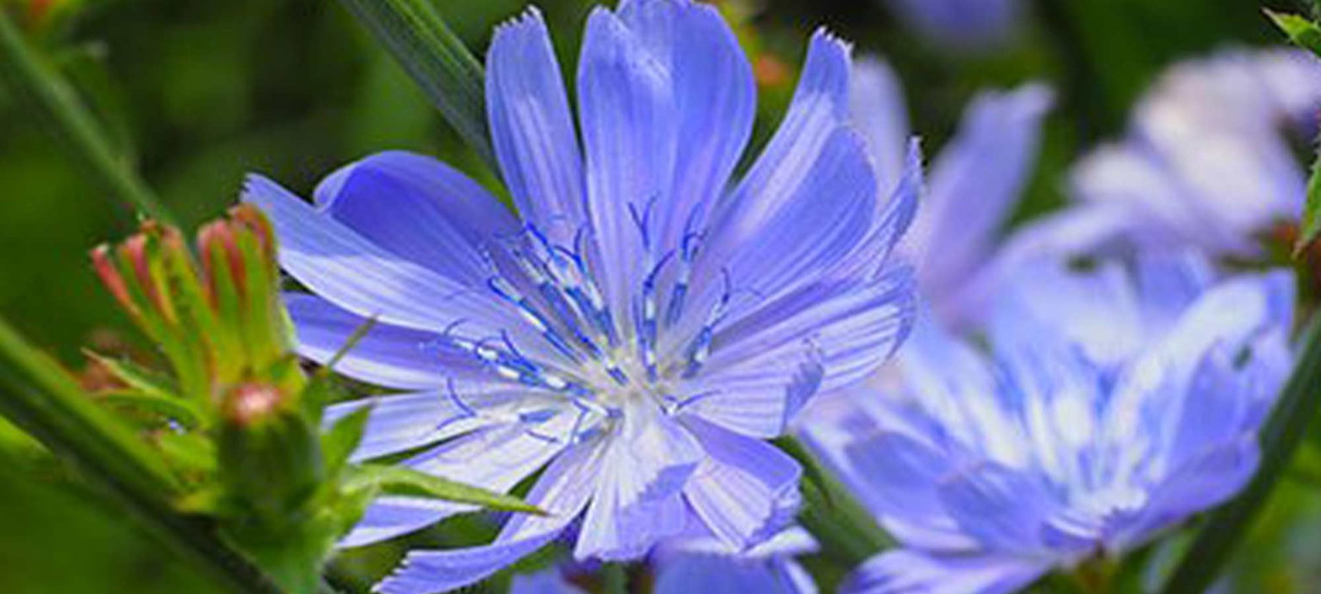 Loreal Paris Makeup Purple Flower 2000x900