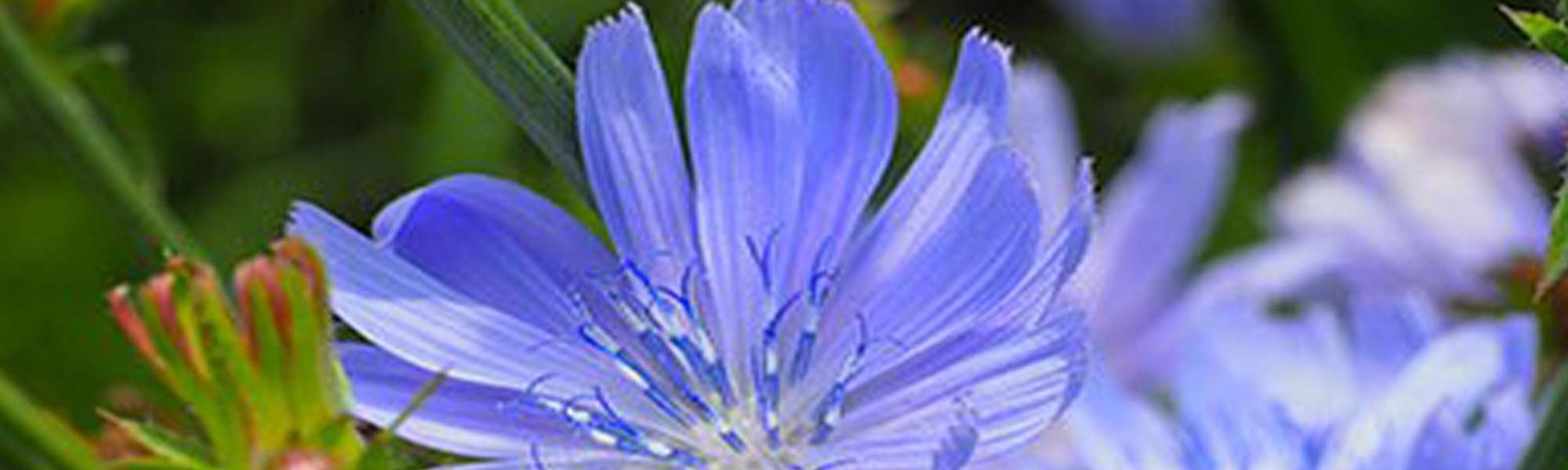 Loreal Paris Makeup Purple Flower 2000x900