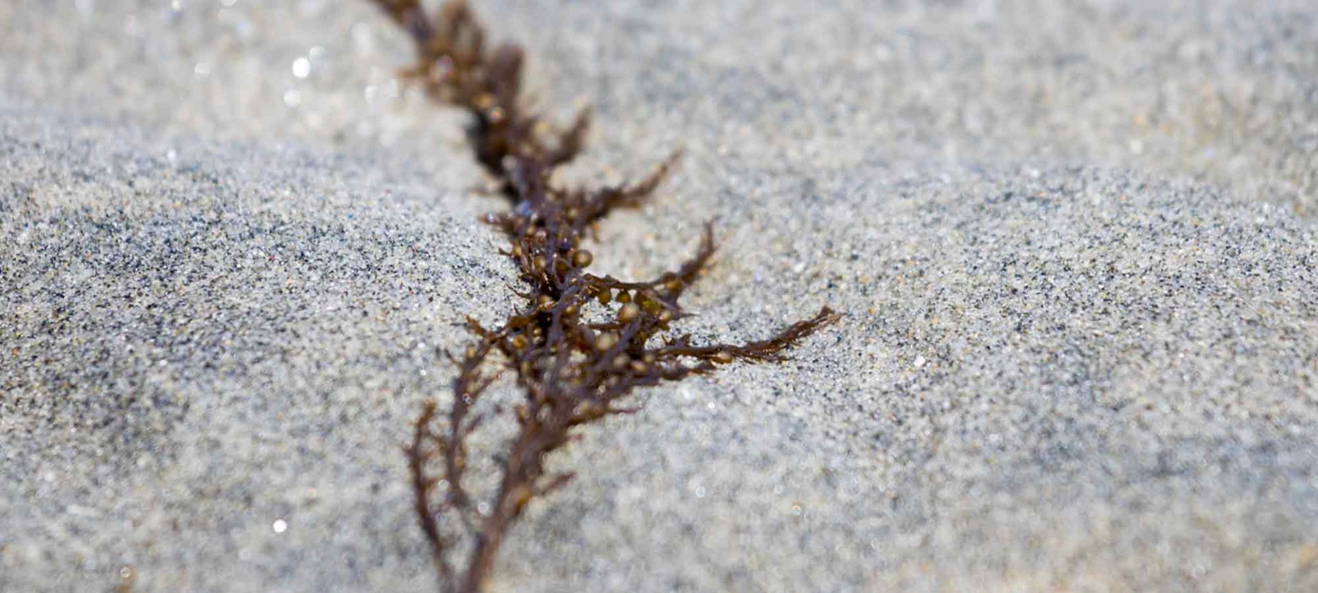 Loreal Paris Makeup Seaweed 2000x900